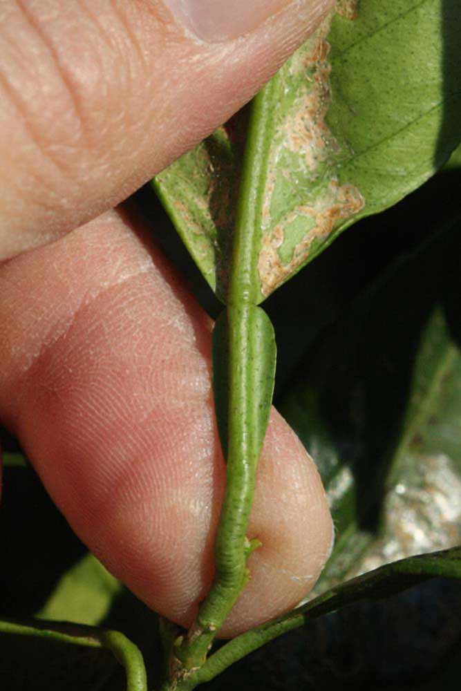              Petiole (Riverside, CA)       